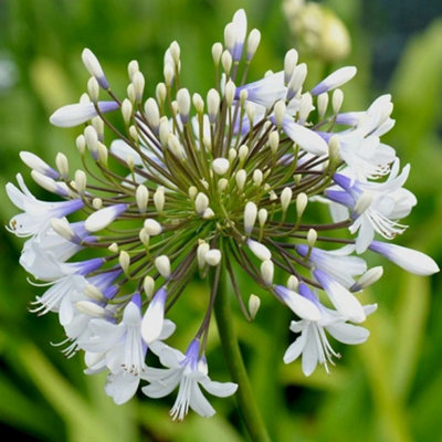 Primrose Agapanthus Queen Mum African Lily 9Cm Pot Perennial Plant from B&Q
