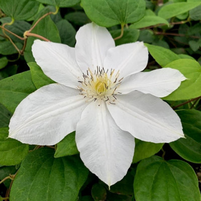 Plant Theory Clematis Marie Boisselot White Flowering Vine Climbing Plant 60Cm Cane 3L Pot from B&Q