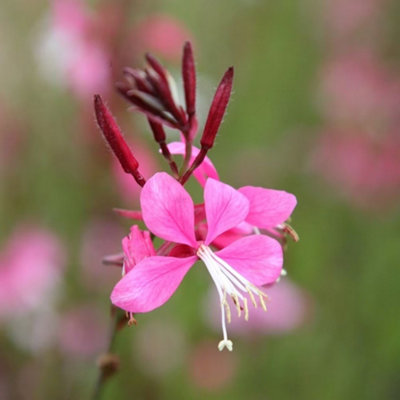 Primrose Oenothera Lindheimeri Siskiyou Pink Gaura 9Cm Pot Perennial Plant from B&Q