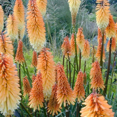 Primrose Kniphofia Tawny King Red Hot Poker 9Cm Pot Perennial Plant from B&Q