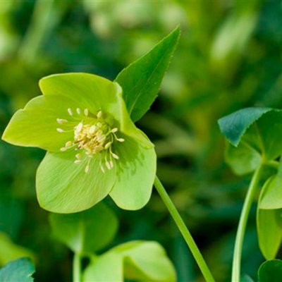 Plant Theory Harvington Lime Lenten Rose Hellebore Perennials Flowering Plants 2L Pot from B&Q