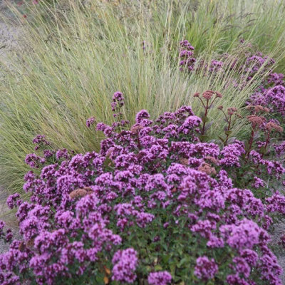 Primrose Origanum Laevigatum Herrenhausen Marjoram 9Cm Pot Perennial Plant from B&Q