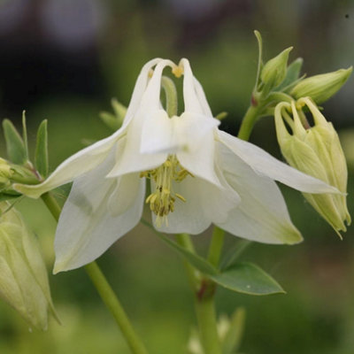 Primrose Aquilegia Vulgaris Nivea Grannys Bonnet 9Cm Pot Perennial Plant from B&Q