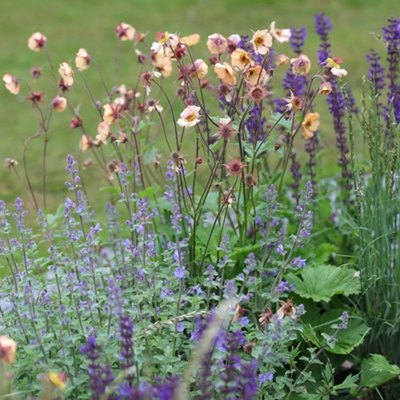 Primrose Geum Mai Tai Avens 9Cm Pot Perennial Plant from B&Q
