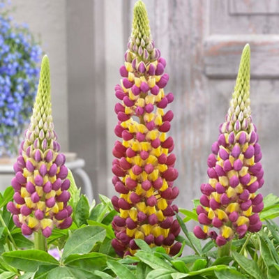 Primrose Lupinus Manhattan Lights West Country Lupin 9Cm Pot Perennial Plant from B&Q