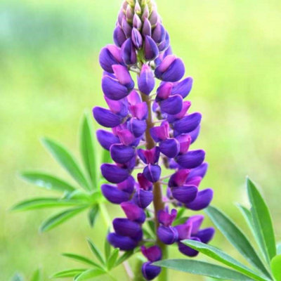 Primrose Lupinus Gallery Blue Lupin 9Cm Pot Perennial Plant from B&Q