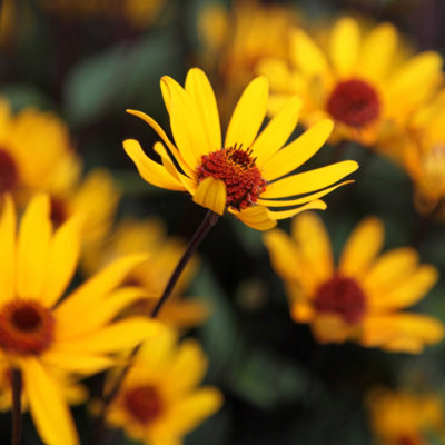 Primrose Heliopsis Helianthoides Scabra Summer Nights False Sunflower 9Cm Pot Perennial Plant from B&Q