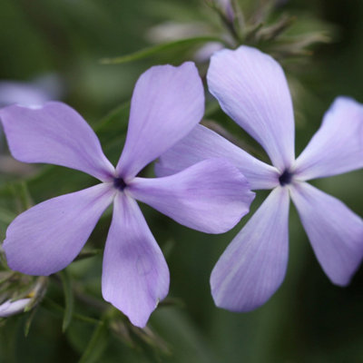 Primrose Phlox Di Icata Clouds Of Perfume Perennial Phlox 9Cm Pot Perennial Plant from B&Q