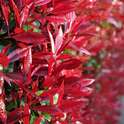 Plant Theory Red Robin Photinia Shrub Plant Photinia X Fraseri 10L Pot 5080Cm from B&Q
