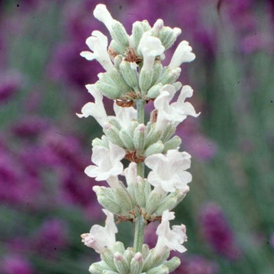 Plant Theory Arctic Snow Lavender Outdoor Shrub Plant Lavandula Angustifolia 2L Pot from B&Q