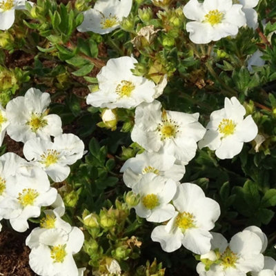 Plant Theory Bella Bianca Shrubby Cinquefoil Shrub Plant Potentilla Fruticosa 2L Pot from B&Q