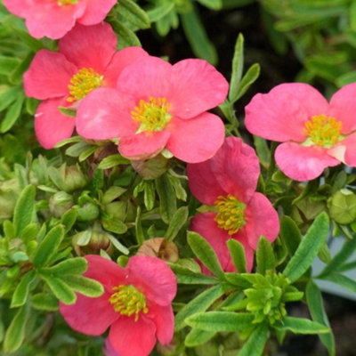Plant Theory Bellissima Shrubby Cinquefoil Shrub Plant Potentilla Fruticosa 2L Pot from B&Q