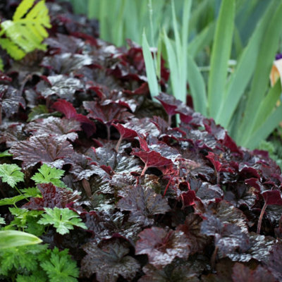 Primrose Heuchera Villosa Palace Purple Coral Bells 9Cm Pot Perennial Plant from B&Q