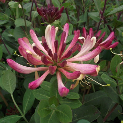 Plant Theory Lonicera Periclymenum Rhubarb And Custard Burgundy Vine Plant 60Cm Cane 3L Pot from B&Q