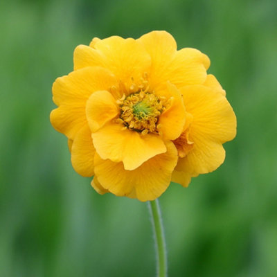 Primrose Geum Lady Stratheden Avens 9Cm Pot Perennial Plant from B&Q