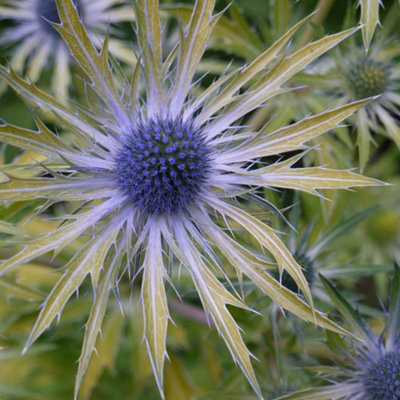 Primrose Eryngium X Zabelii Neptunes Gold Golden-Leaved Sea Holly 9Cm Pot Perennial Plant from B&Q