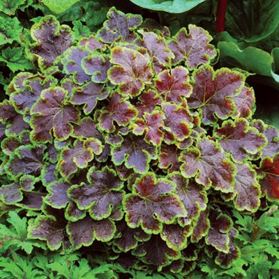 Primrose X Heucherella Solar Eclipse Coral Bells 9Cm Pot Perennial Plant from B&Q