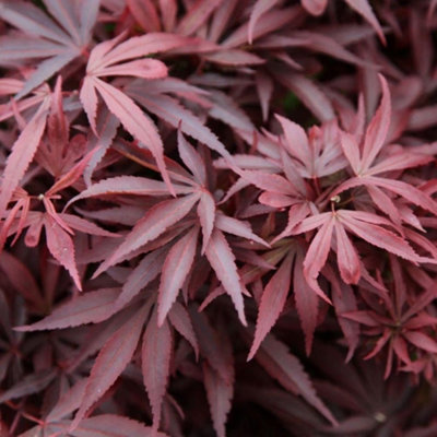 Plant Theory Shaina Japanese Maple Shrub Plant Acer Palmatum 3L Pot 40Cm Grafted from B&Q