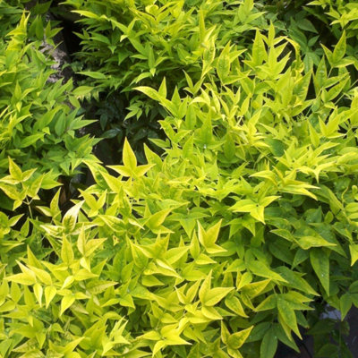 B&Q -  Magical Lemon And Lime Heavenly Bamboo Shrub Plant Nandina Domestica 2L Pot