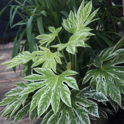 Plant Theory Tsumugi-Shibori Japanese Aralia Shrub Plant Fatsia Japonica 2L Pot from B&Q