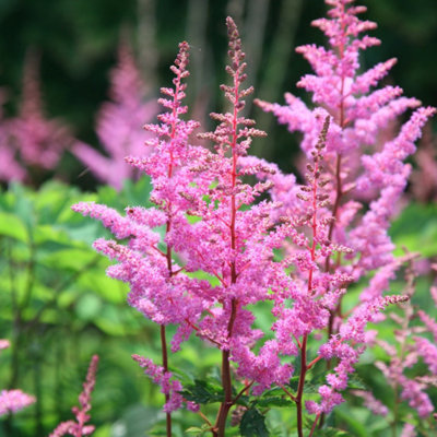 Primrose Astilbe Bressingham Beauty False Goatsbeard 9Cm Pot Perennial Plant from B&Q
