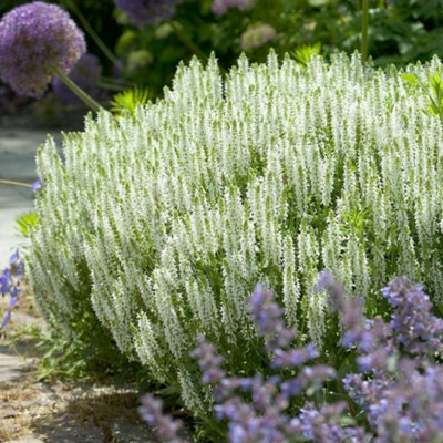 Primrose Salvia X Sylvestris Schneehügel Sage 9Cm Pot Perennial Plant from B&Q