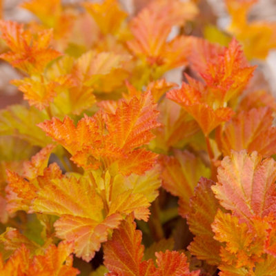 B&Q -  Amber Jubilee Ninebark Shrub Plant Physocarpus Opulifolius 2L Pot