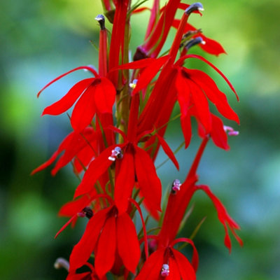 Primrose Lobelia Cardinalis Cardinal Flower 9Cm Pot Pond Plant from B&Q