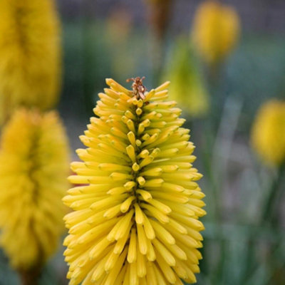 Primrose Kniphofia Bees Lemon Red Hot Poker 9Cm Pot Perennial Plant from B&Q