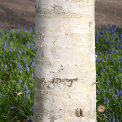 Plant Theory West Himalayan Birch Tree Betula Utilis Jacquemontii Ornamental 1.5L Pot from B&Q