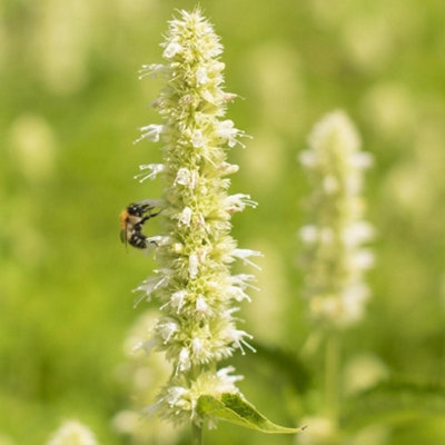 Primrose Agastache Foeniculum Alabaster Anise Hyssop 9Cm Pot Perennial Plant from B&Q