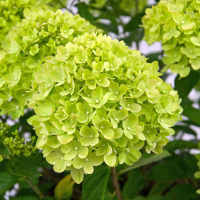 B&Q -  Little Lime Outdoor Shrub Plant Hydrangea Paniculata Garden Plants 2L Pot