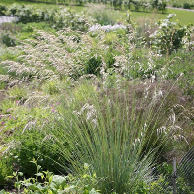 Primrose Helictotrichon Sempervirens Blue Oat Grass 9Cm Pot Grass Plant from B&Q