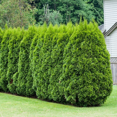 Primrose Thuja Occidentalis Smaragd White Cedar 9Cm Pot Hedging Plant from B&Q