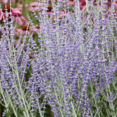 Primrose Perovskia Little Spire Russian Sage 9Cm Pot Shrub Plant from B&Q