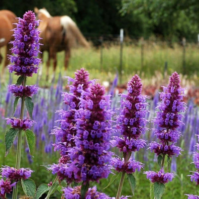 Primrose Agastache Blue Boa Mexican Giant Hyssop 9Cm Pot Perennial Plant from B&Q