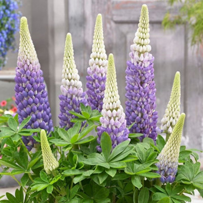 Primrose Lupinus Persian Slipper West Country Lupin 9Cm Pot Perennial Plant from B&Q