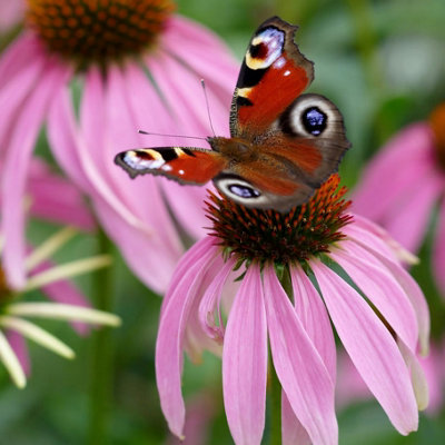 Primrose Echinacea Purpurea Coneflower 9Cm Pot Perennial Plant from B&Q