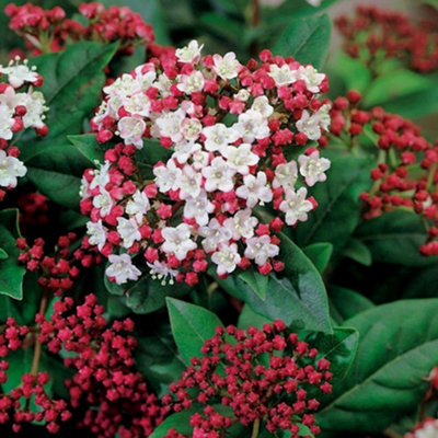 B&Q -  Lisarose Laurustinus Outdoor Shrub Plant Viburnum Tinus 2L Pot