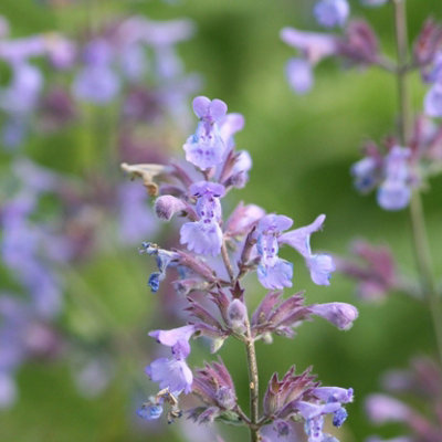 Primrose Nepeta X Faassenii Catmint 9Cm Pot Perennial Plant from B&Q
