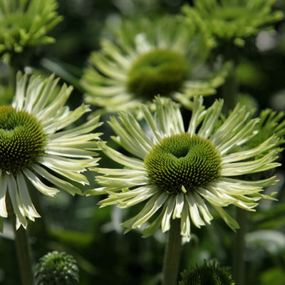 Primrose Echinacea Purpurea Green Jewel Coneflower 9Cm Pot Perennial Plant from B&Q