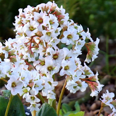 Primrose Bergenia Bressingham White Elephants Ears 9Cm Pot Perennial Plant from B&Q