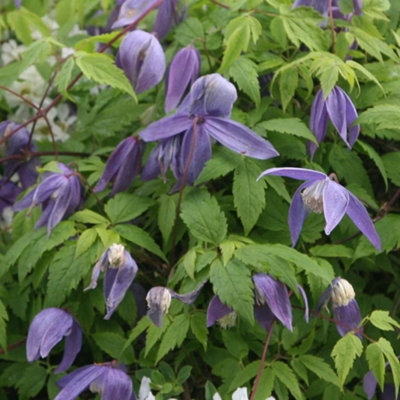 Plant Theory Clematis Frankie Purple Flowering Vine Climbing Plant 60Cm Cane 3L Pot from B&Q