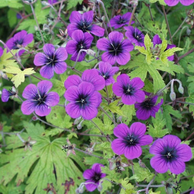 Primrose Geranium Ann Folkard Cranesbill 9Cm Pot Perennial Plant from B&Q