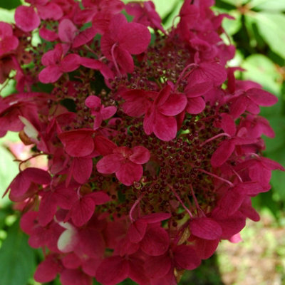 Plant Theory Wim's Red Outdoor Shrub Plant Hydrangea Paniculata Flowering Plants 2L Pot from B&Q