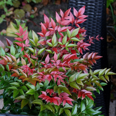 Plant Theory Obsessed Heavenly Bamboo Outdoor Shrub Plant Nandina Domestica 2L Pot from B&Q