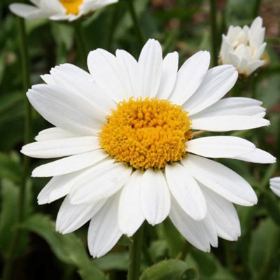Primrose Leucanthemum X Superbum Snowcap Shasta Daisy 9Cm Pot Perennial Plant from B&Q