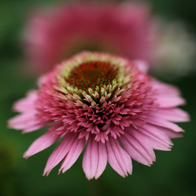 B&Q -  Echinacea Butterfly Kisses Coneflower 9Cm Pot Perennial Plant