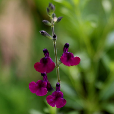 Primrose Salvia Nachtvlinder Salvia 9Cm Pot Perennial Plant from B&Q