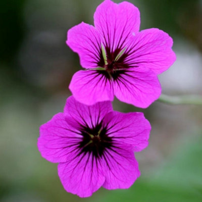 Primrose Geranium Patricia Cranesbill 9Cm Pot Perennial Plant from B&Q